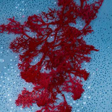 Red seaweed on blue background surrounded by water drops