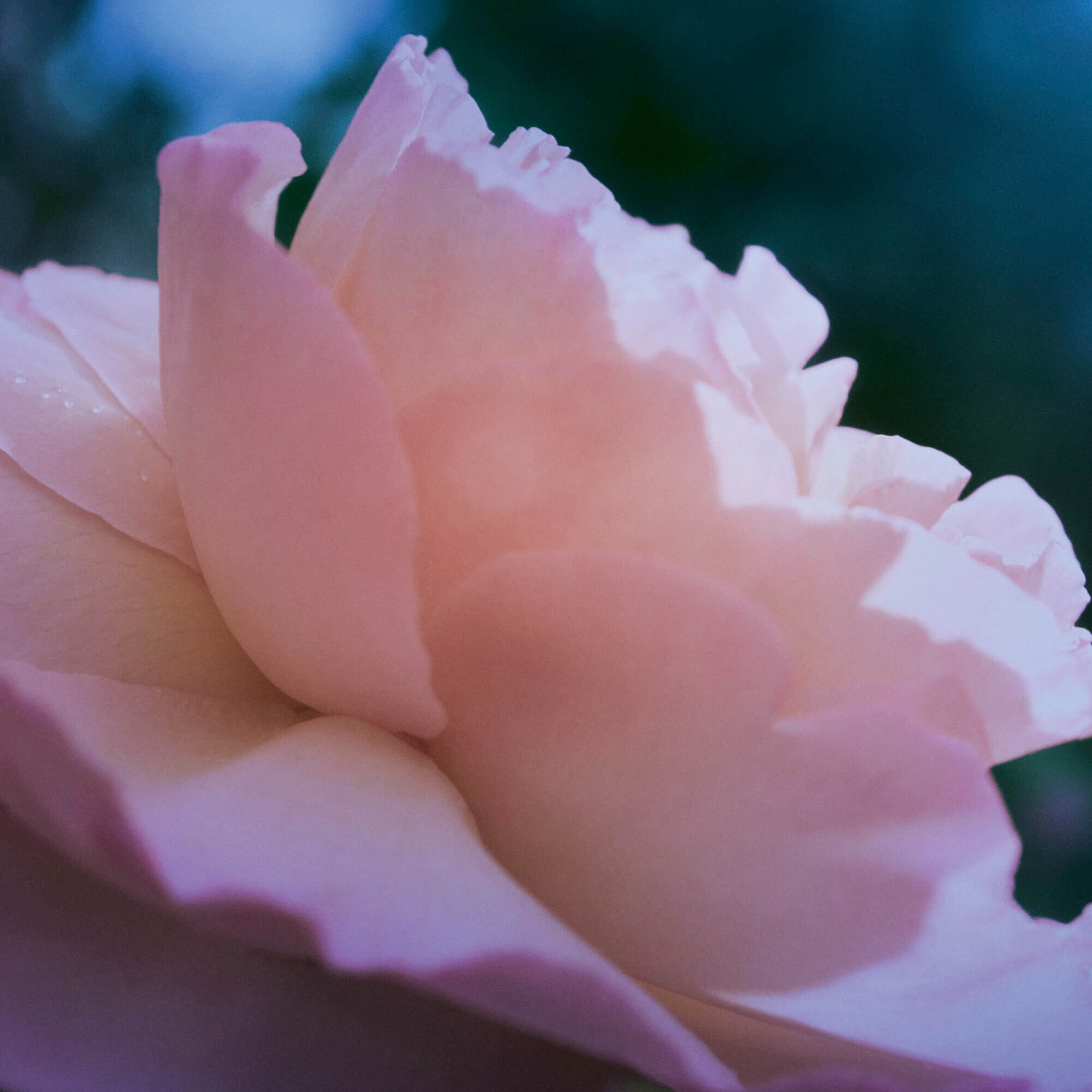 ROSE HEART ABSOLUTE