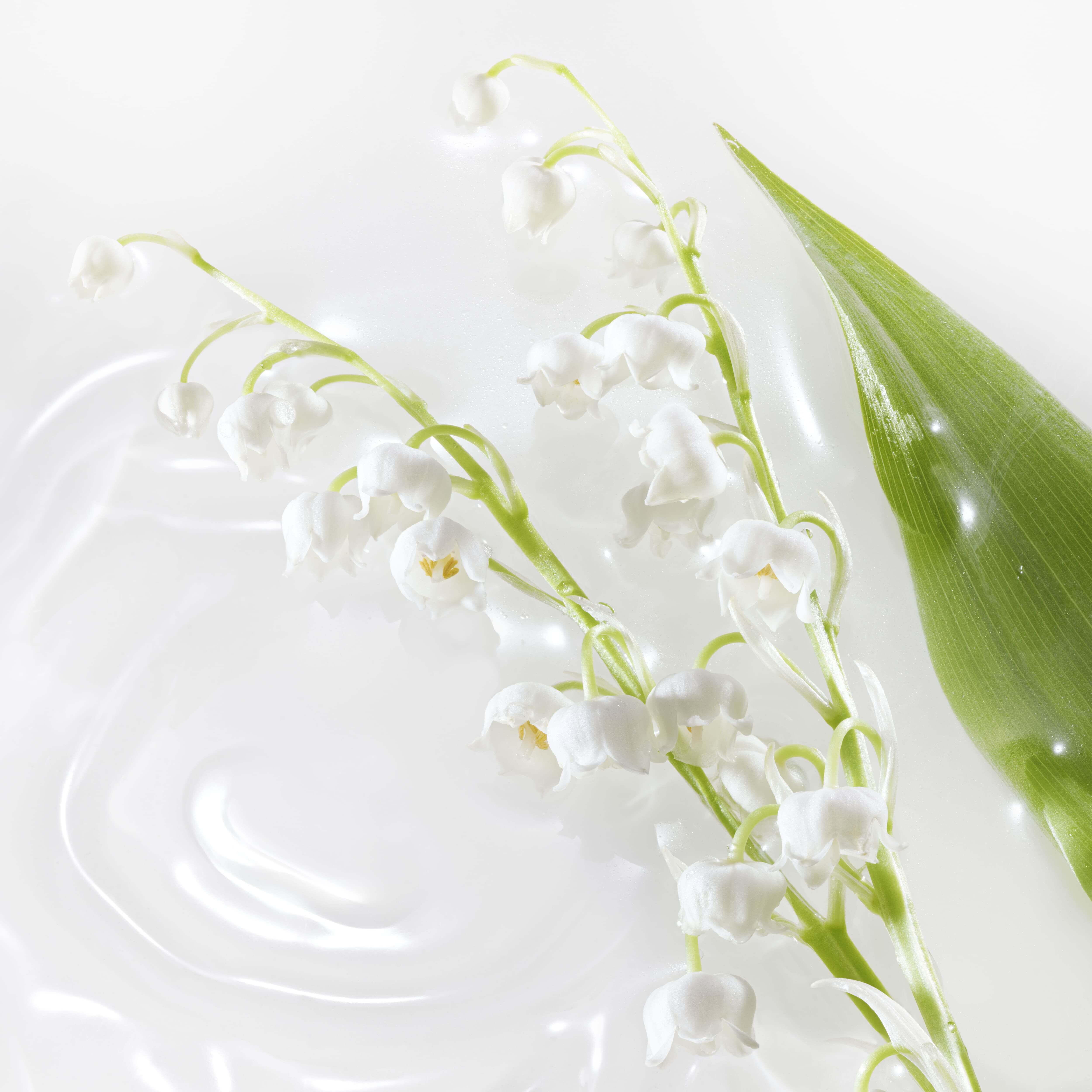 LILY OF THE VALLEY ACCORD
