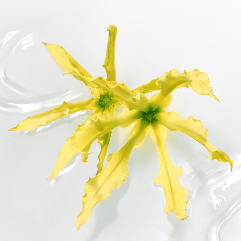 YLANG YLANG plant on a light yellow bakcground