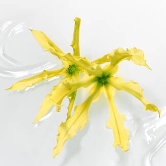 YLANG YLANG plant on a light yellow bakcground