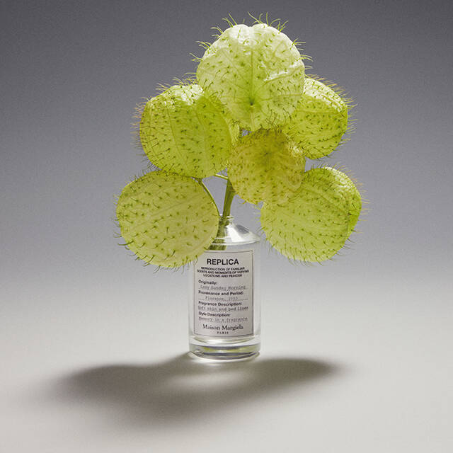 Cactus plant in a bottle of Replica Lazy Sunday Morning
