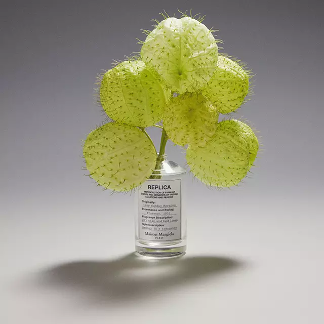 Cactus plant in a bottle of Replica Lazy Sunday Morning