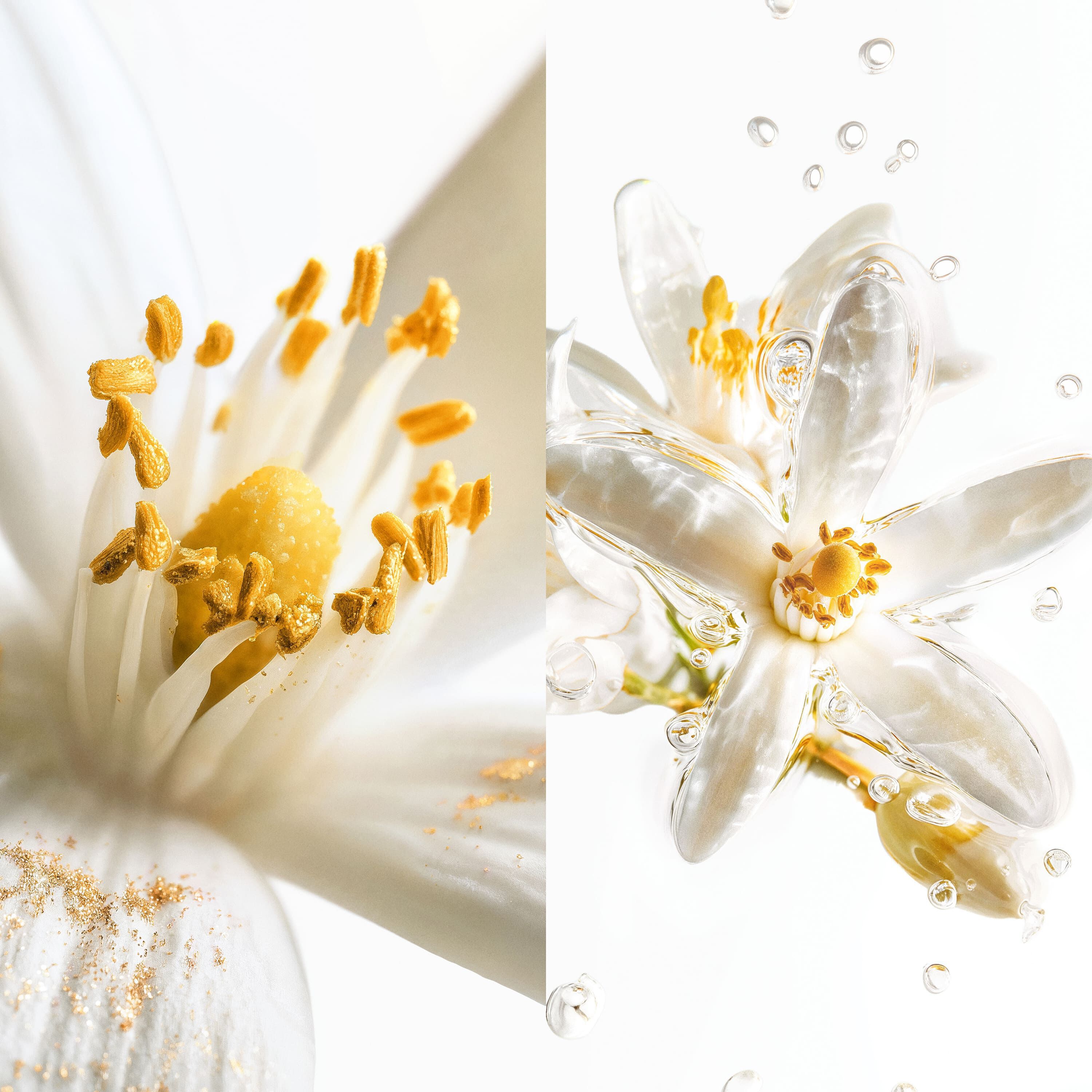 Scentsorium Blaze of Stillness Parfum