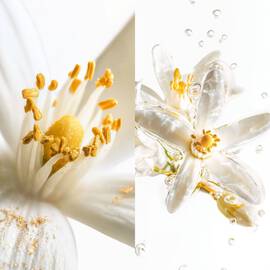 Scentsorium Blaze of Stillness Parfum