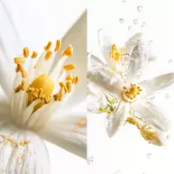 Scentsorium Blaze of Stillness Parfum