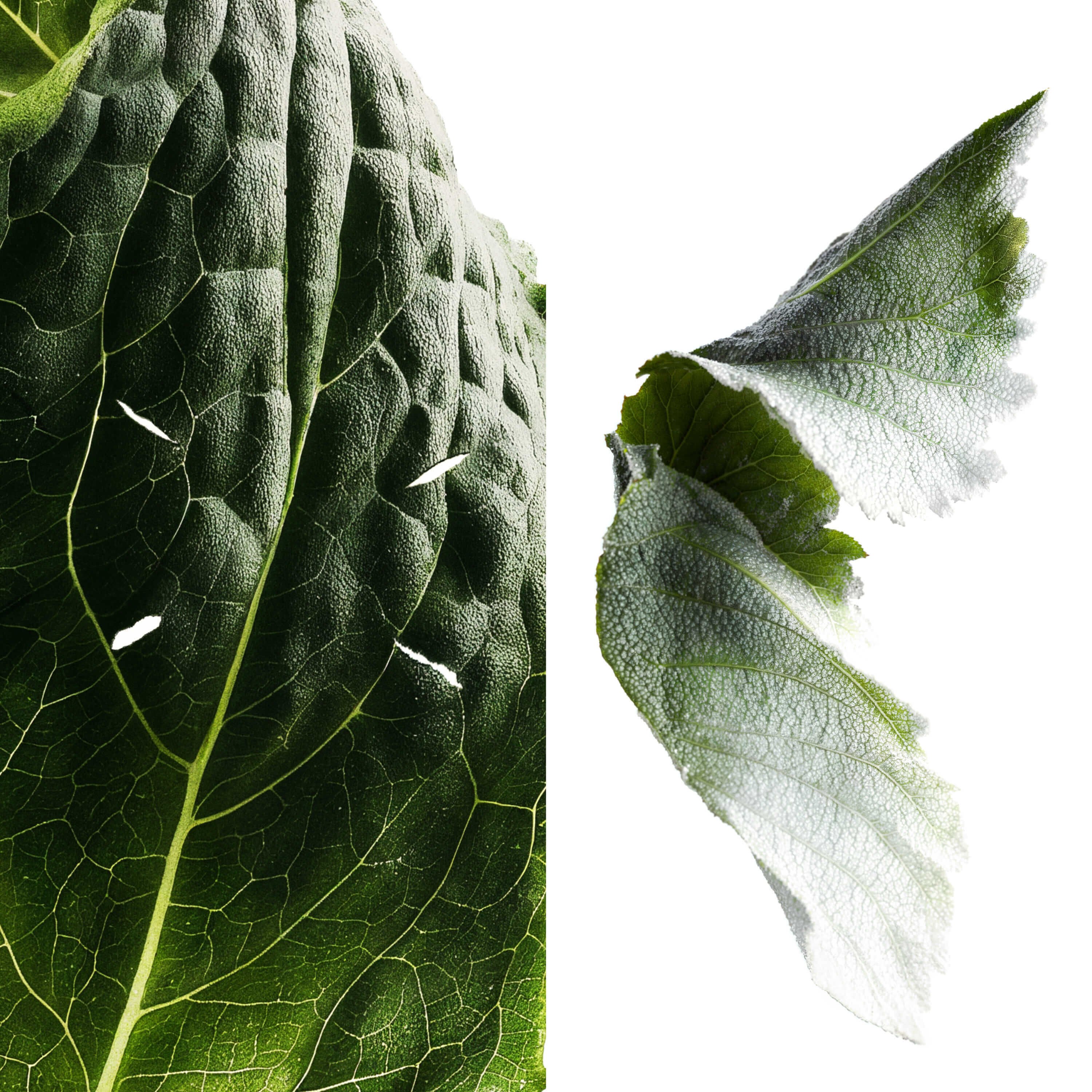 Scentsorium Fit of Folly Parfum